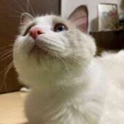 ヒメ日記 2026/04/11 06:24 投稿 こはる【S級ルックス小悪魔】 STELLA TOKYO－ステラトウキョウ－