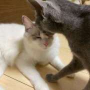 ヒメ日記 2026/04/17 06:11 投稿 こはる【S級ルックス小悪魔】 STELLA TOKYO－ステラトウキョウ－