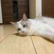 ヒメ日記 2026/07/31 03:13 投稿 こはる【S級ルックス小悪魔】 STELLA TOKYO－ステラトウキョウ－