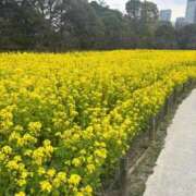 ヒメ日記 2026/04/22 12:01 投稿 倉本優愛(くらもとゆあ) 鶯谷ナンバーワン