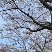 ヒメ日記 2026/04/19 22:04 投稿 クミ【新人】【宮崎っ子】 Alice