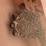 ヒメ日記 2026/04/03 12:10 投稿 唯（ゆい） VIOLET(ヴァイオレット)