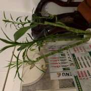 ヒメ日記 2026/06/11 06:16 投稿 唯（ゆい） VIOLET(ヴァイオレット)