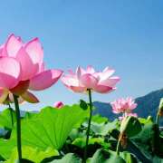 ヒメ日記 2026/07/14 05:58 投稿 唯（ゆい） VIOLET(ヴァイオレット)
