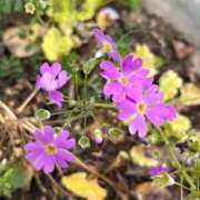 ヒメ日記 2026/04/12 11:05 投稿 いろは 大奥 梅田店