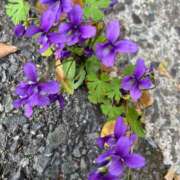 ヒメ日記 2026/04/19 06:45 投稿 いろは 大奥 梅田店