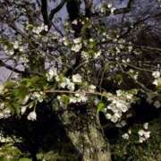 ヒメ日記 2026/04/13 12:01 投稿 みつ 白金プラチナ(ユメオト)