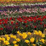 ヒメ日記 2026/04/13 15:00 投稿 みつ 白金プラチナ(ユメオト)