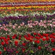 ヒメ日記 2026/04/13 18:00 投稿 みつ 白金プラチナ(ユメオト)