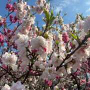 ヒメ日記 2026/04/14 14:00 投稿 みつ 白金プラチナ(ユメオト)