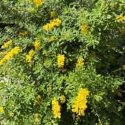 ヒメ日記 2026/04/22 13:00 投稿 みつ 白金プラチナ(ユメオト)