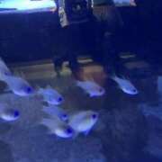 ヒメ日記 2026/08/31 15:01 投稿 みつ 白金プラチナ(ユメオト)