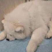 ヒメ日記 2026/04/03 17:49 投稿 水野ひまり ザイオン 会員制アロマエステ