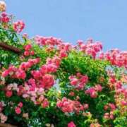 ヒメ日記 2026/04/13 09:46 投稿 久実 昼顔妻 五反田店