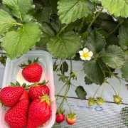 ヒメ日記 2026/04/21 19:15 投稿 なずな バイオレンス