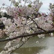 桜(さくら) おはようございます☀️ グランドオペラ福岡