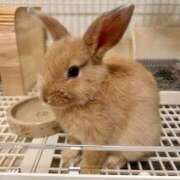 きょうか こんにちは👋😃 熟女家 十三店