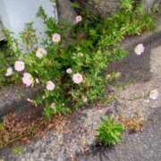 ヒメ日記 2026/05/31 11:36 投稿 きょうか 熟女家 十三店