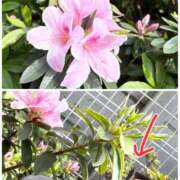 ヒメ日記 2026/04/12 09:50 投稿 まこ ハッピーハウス