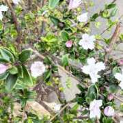 ヒメ日記 2026/04/29 09:48 投稿 まこ ハッピーハウス