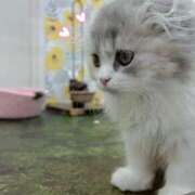 ヒメ日記 2026/04/04 13:59 投稿 らい【感度ヤバすぎッ注意報！】 なすがママされるがママ 宇都宮