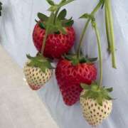 ヒメ日記 2026/04/26 12:19 投稿 いちご 恋する人妻