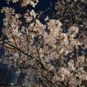 ヒメ日記 2026/04/07 12:33 投稿 純恋【スミレ】 LOVEキタ兎我野店