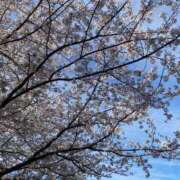 ヒメ日記 2026/04/14 10:41 投稿 みのり 丸妻 新横浜店