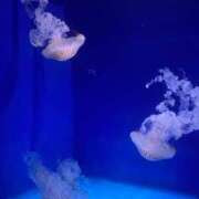 ヒメ日記 2026/04/15 01:36 投稿 みのり 丸妻 新横浜店