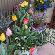 ヒメ日記 2026/04/06 09:34 投稿 河村ともえ(かわむらともえ) 五十路マダムエクスプレス厚木店(カサブランカグループ)