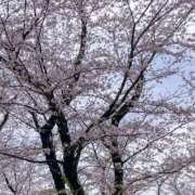 ヒメ日記 2026/04/11 16:02 投稿 ふぶき Polaris（ポラリス）