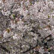 ヒメ日記 2026/04/13 15:20 投稿 あいね 台北(たいぺい）
