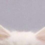 ヒメ日記 2026/04/09 15:20 投稿 ルル MEGA PALACE(メガパレス）