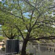 ヒメ日記 2026/04/16 14:08 投稿 四葉 昼顔妻 五反田店