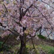 ヒメ日記 2026/04/07 04:21 投稿 体験べべ 多恋人倶楽部　宇部店