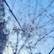 ヒメ日記 2026/04/05 15:31 投稿 もこ 海上空天 SHANGHAI HEAVEN