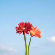 ヒメ日記 2026/04/07 17:15 投稿 橋本　もなみ ハプニングランド