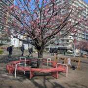 はるひ おやすみ 池袋ぱんぷきん（シンデレラグループ）