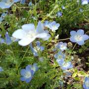 ヒメ日記 2026/05/05 06:17 投稿 みやこ しゅうかつ倶楽部