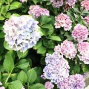 ヒメ日記 2026/07/12 13:11 投稿 のぞみ 奥様特急長岡店