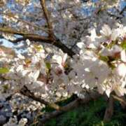 ヒメ日記 2026/04/09 19:03 投稿 長澤 まさみ 熟女・人妻マダム宮殿