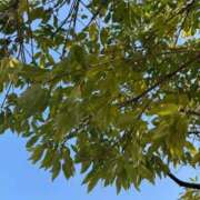 ヒメ日記 2026/04/12 23:49 投稿 芹 多治見・土岐・春日井ちゃんこ