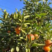 ヒメ日記 2026/04/13 09:29 投稿 芹 多治見・土岐・春日井ちゃんこ