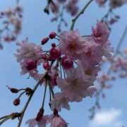 ヒメ日記 2026/04/13 11:39 投稿 芹 多治見・土岐・春日井ちゃんこ