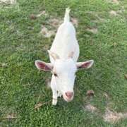 ヒメ日記 2026/04/13 18:09 投稿 芹 多治見・土岐・春日井ちゃんこ