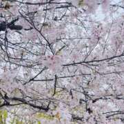 ヒメ日記 2026/04/10 08:12 投稿 ひまり 夜這専門発情する奥様たち 谷九店