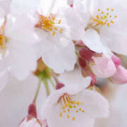 ヒメ日記 2026/04/13 13:56 投稿 とうか キュンキュン