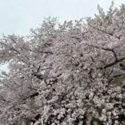 ヒメ日記 2026/04/10 11:48 投稿 ゆきの れもんガールズ