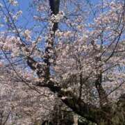 ヒメ日記 2026/04/12 17:54 投稿 ほたる スイカ