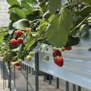 ヒメ日記 2026/04/29 11:34 投稿 せな ビジョルナ（bijouluna）